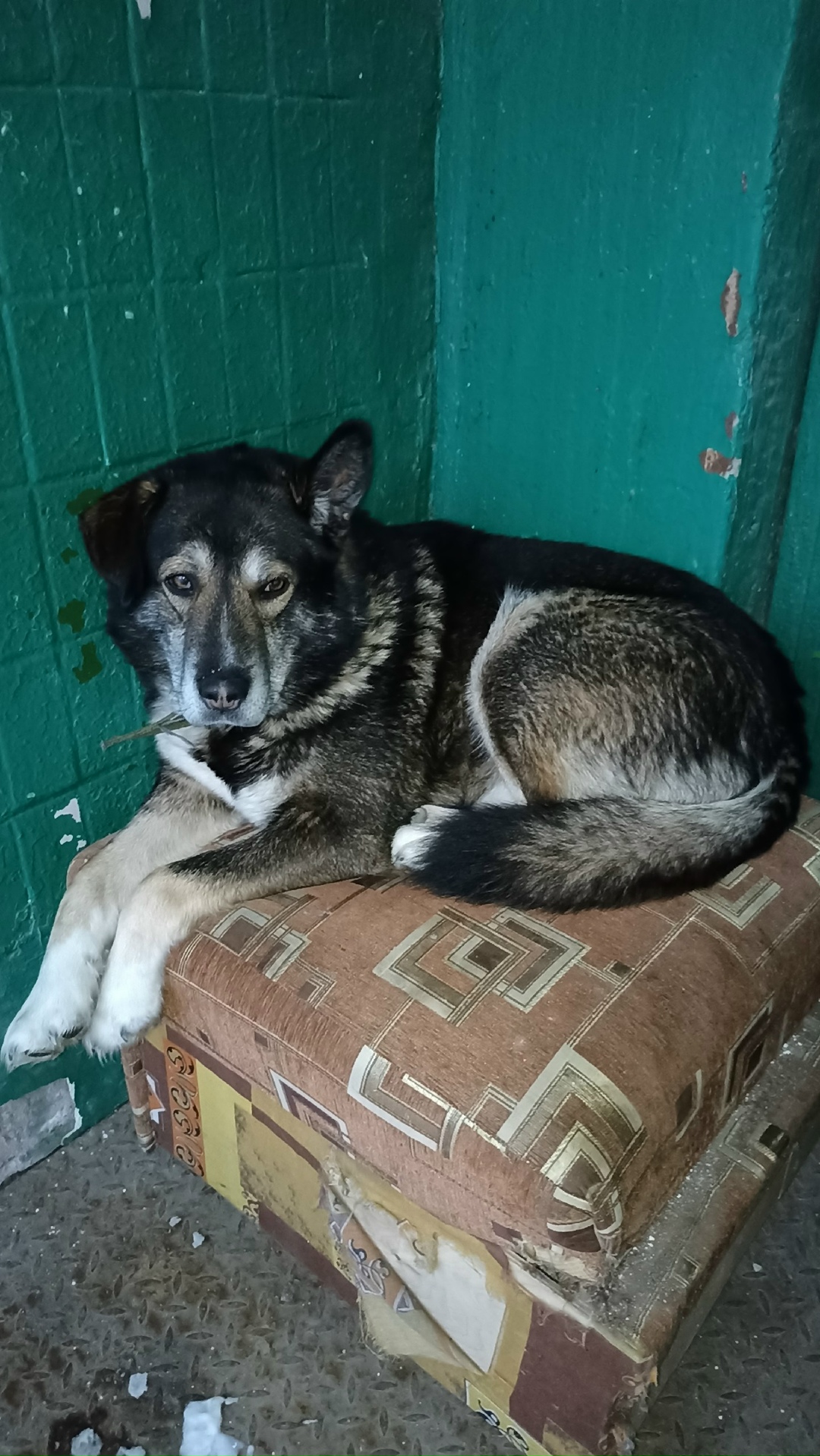 Найдена собака в Пензе — фото объявления