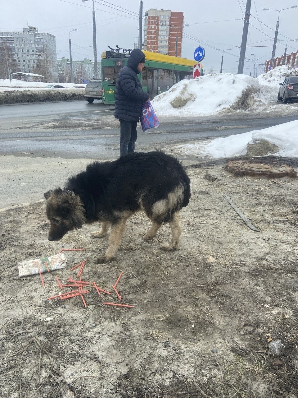 Пропала собака в Пензе — фото объявления