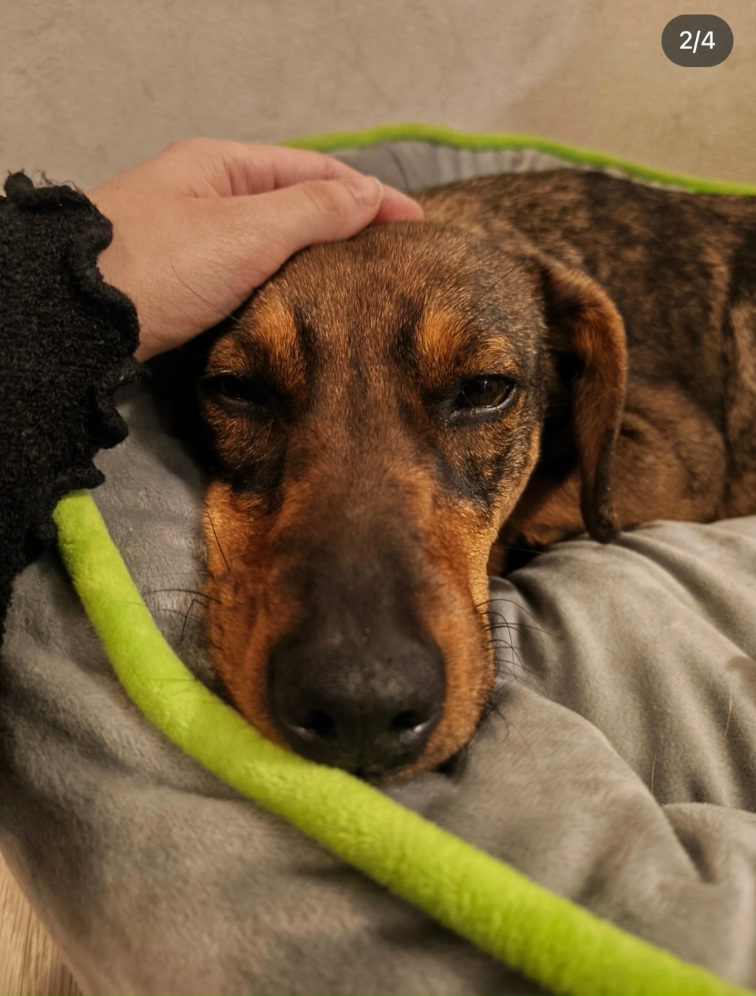 Найдена собака в Пензе — фото объявления