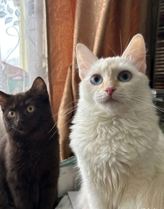 Найдена кошка в Пензе — фото объявления