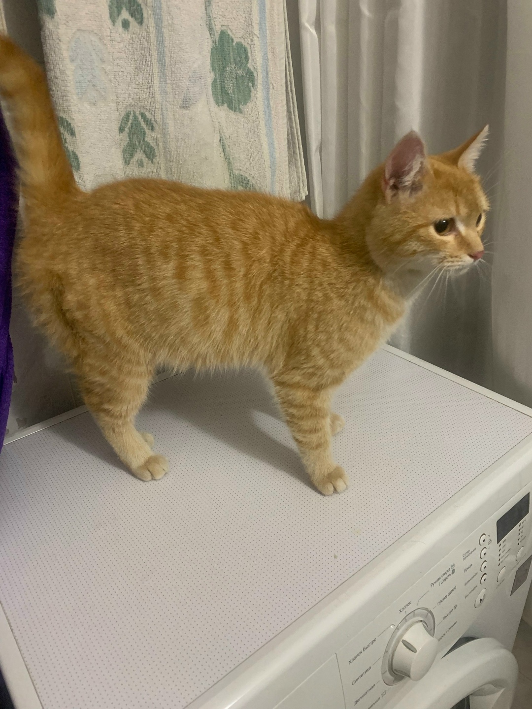 Найдена кошка в Пензе — фото объявления