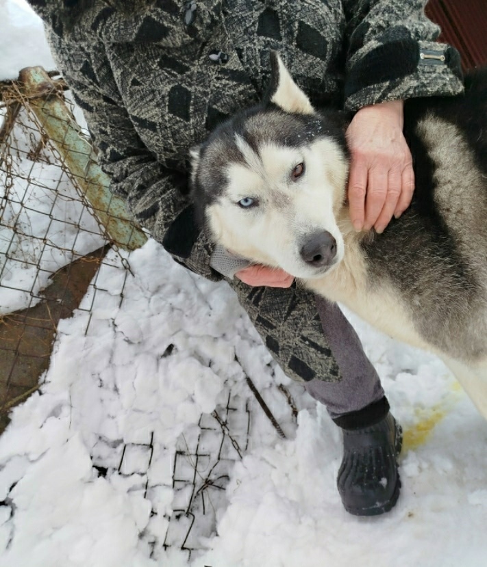 Найдена собака в Пензе — фото объявления