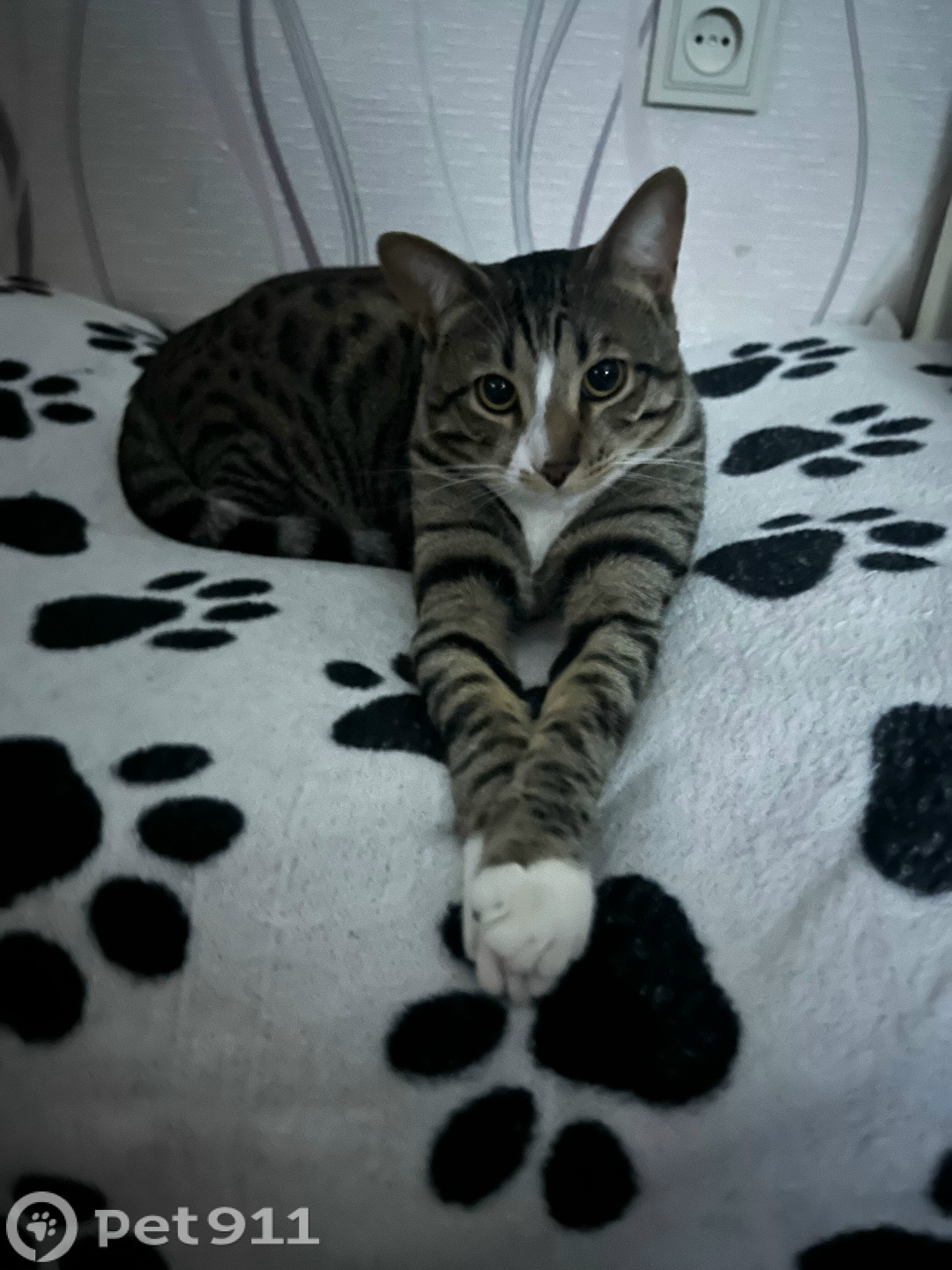 Пропала кошка в Пензе — фото объявления