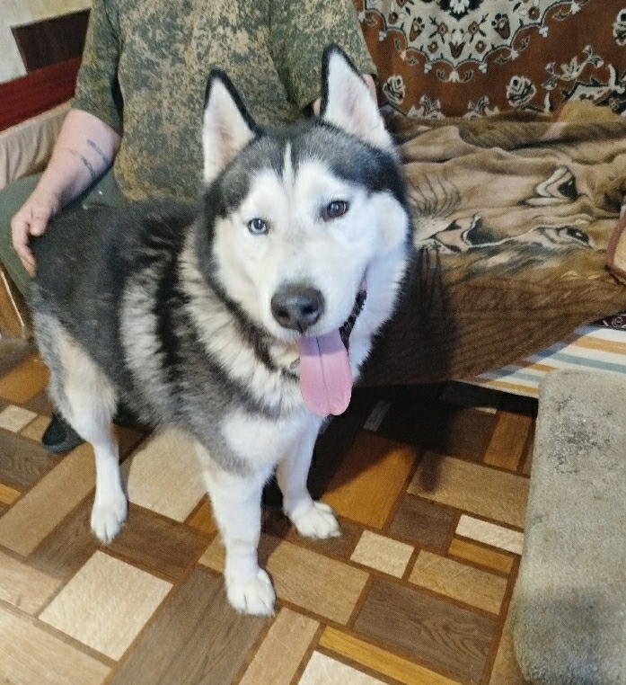 Найдена собака в Пензе — фото объявления