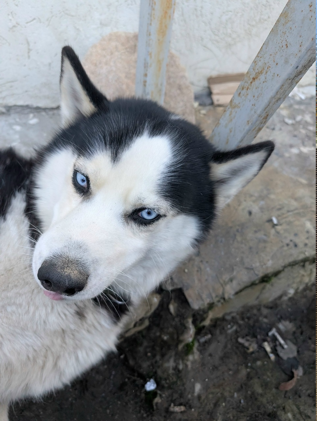 Найдена собака в Пензе — фото объявления