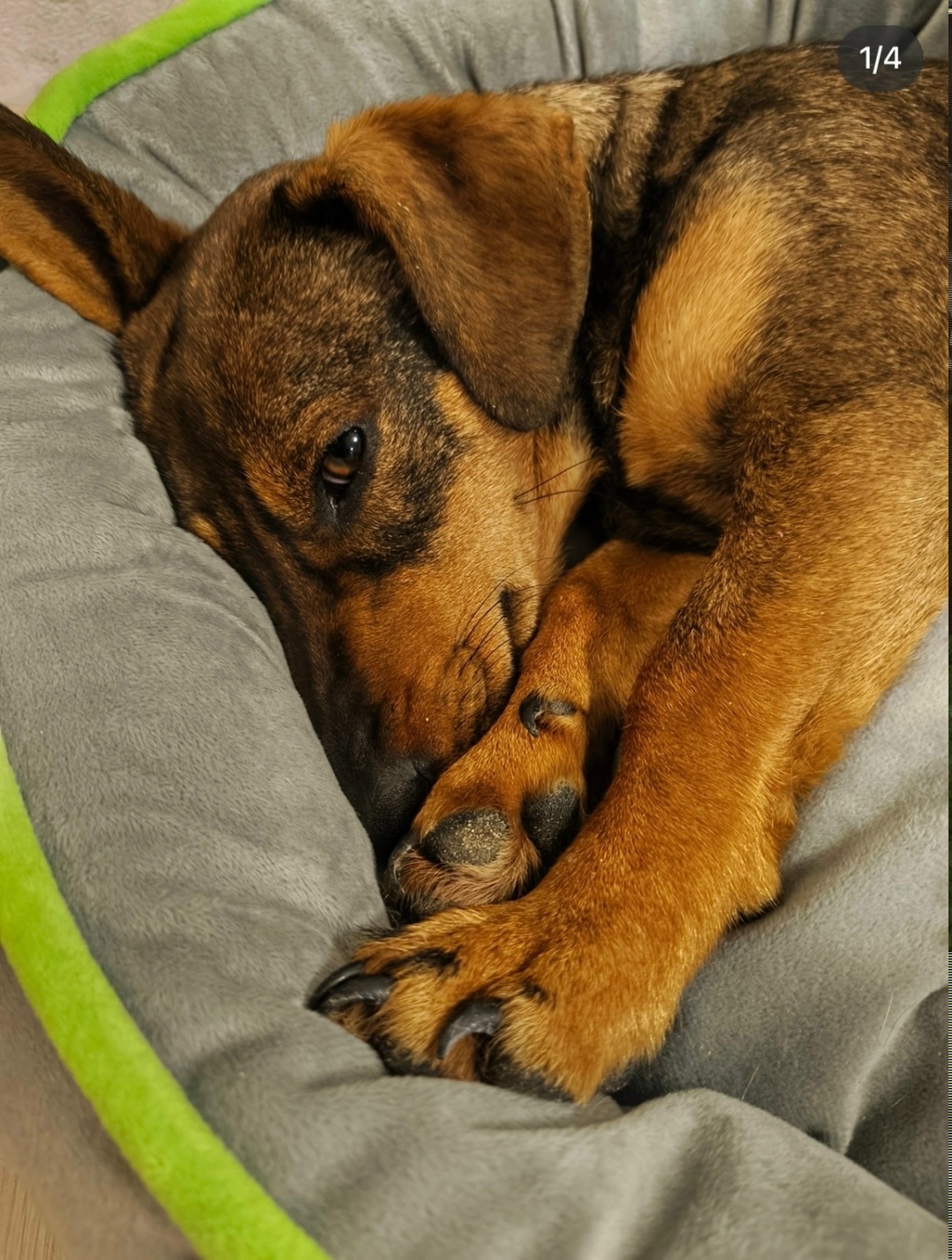 Найдена собака в Пензе — фото объявления