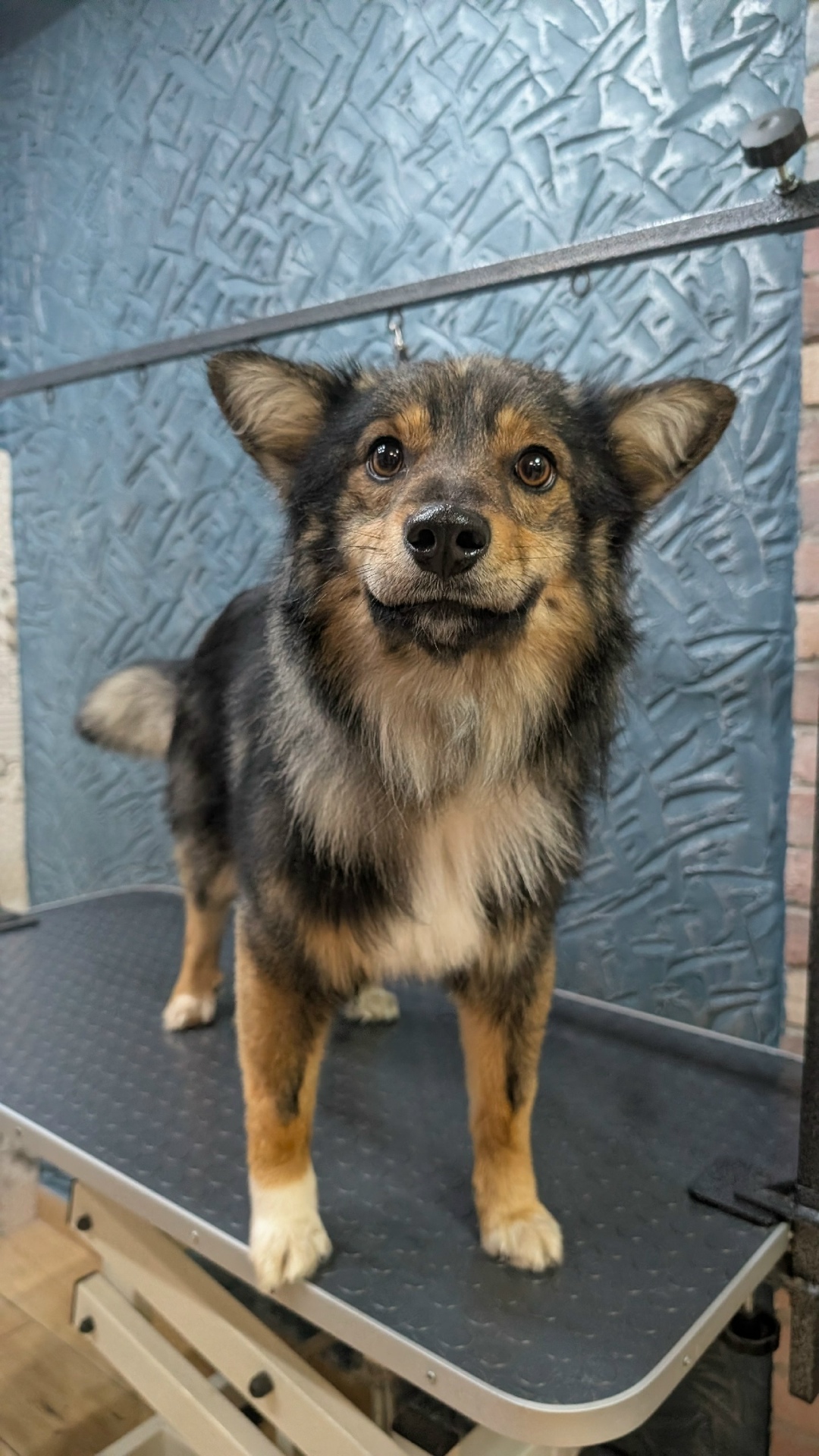 Найдена кошка в Пензе — фото объявления