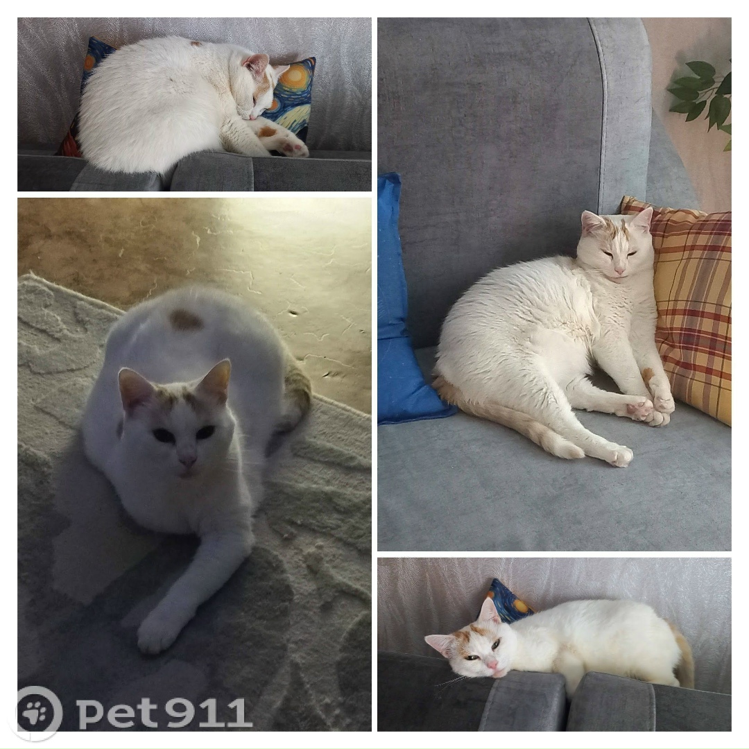 Пропала кошка в Пензе — фото объявления