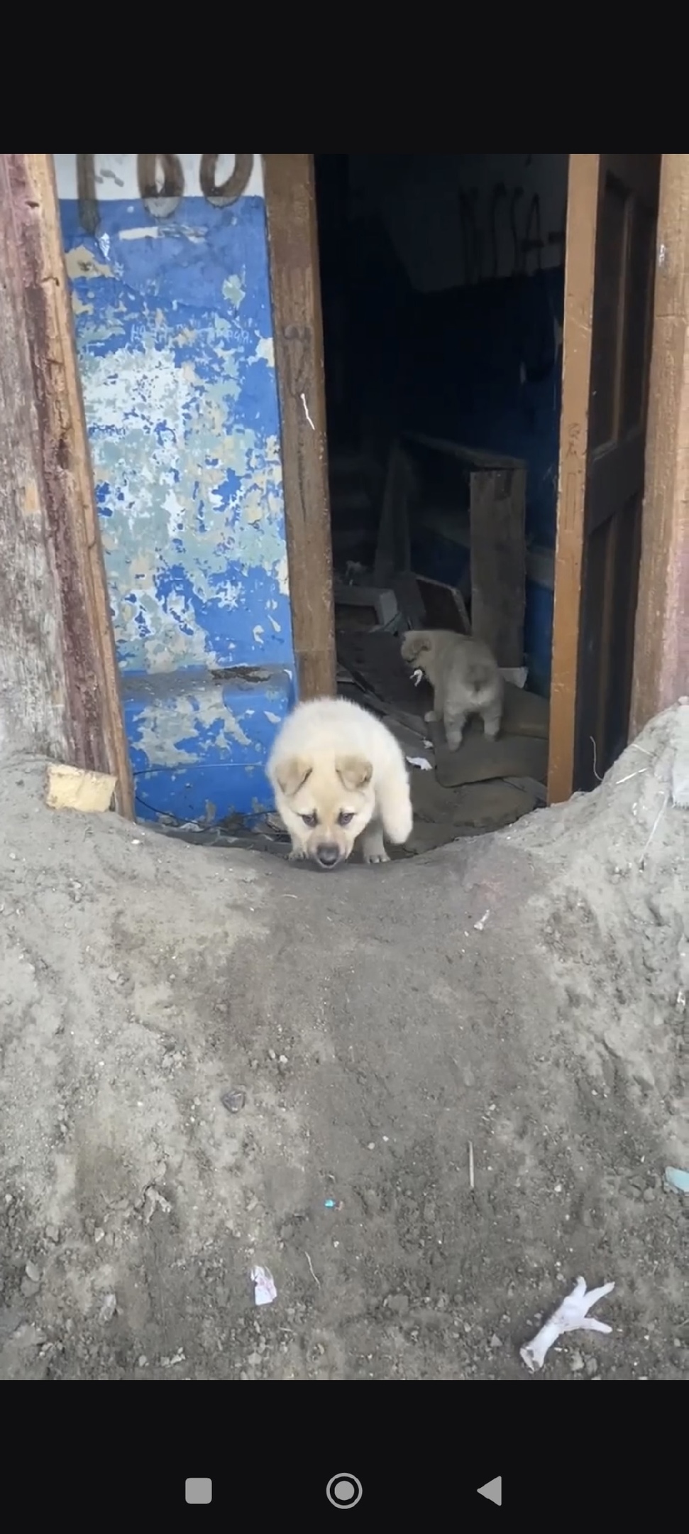 Найдена собака в Пензе — фото объявления