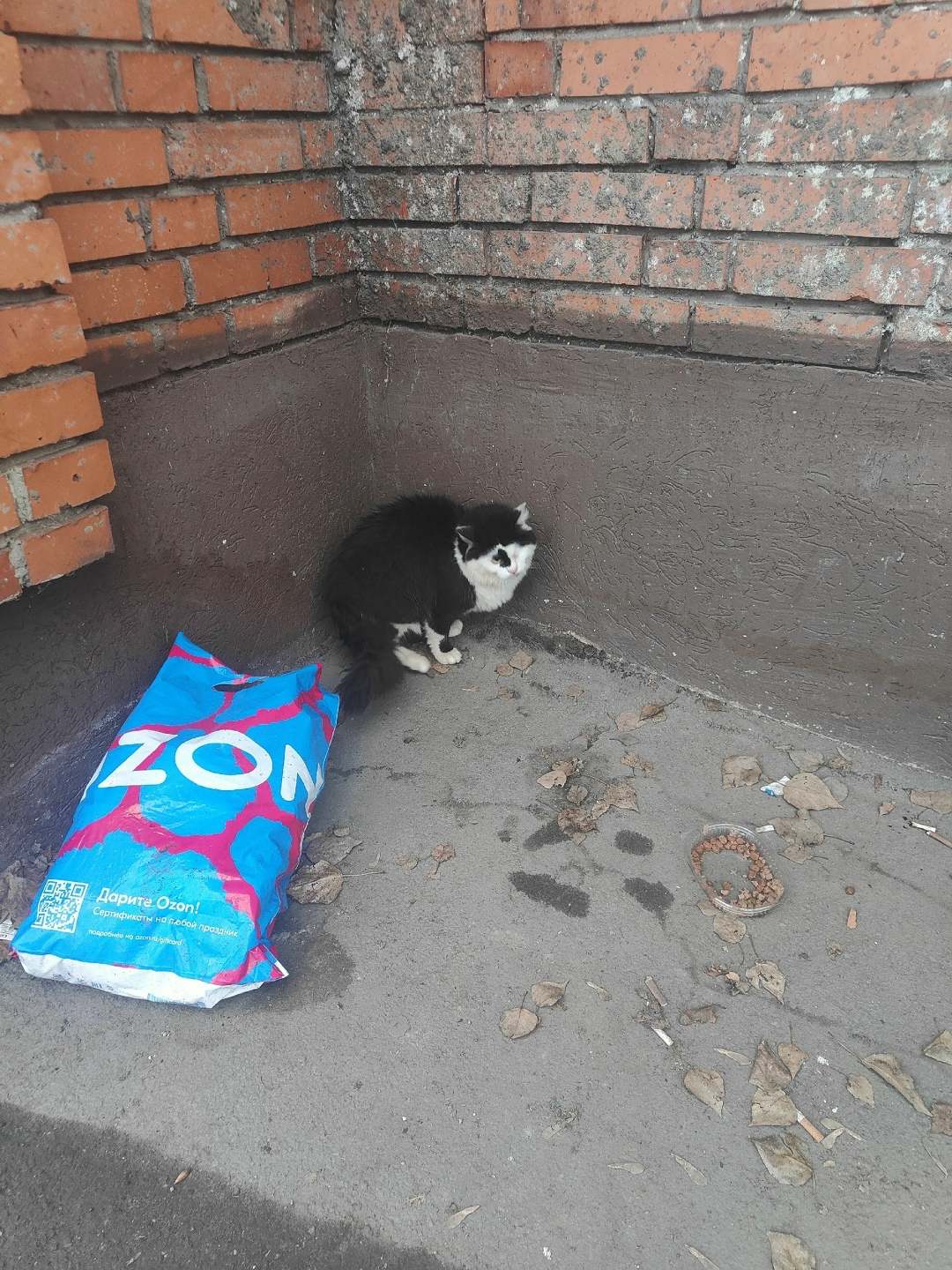 Найдена кошка в Пензе — фото объявления