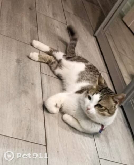 Пропала кошка в Пензе — фото объявления