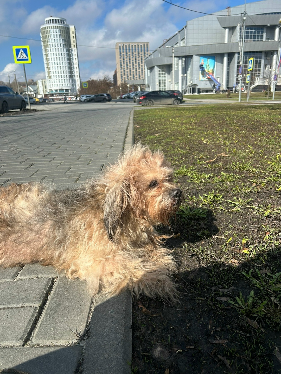 Найдена собака в Пензе — фото объявления