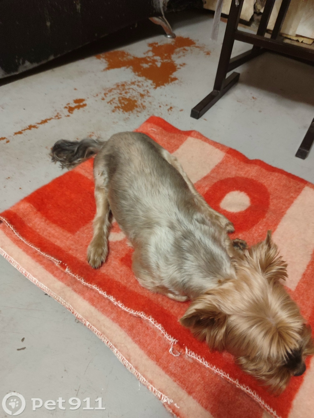 Найдена собака в Пензе — фото объявления