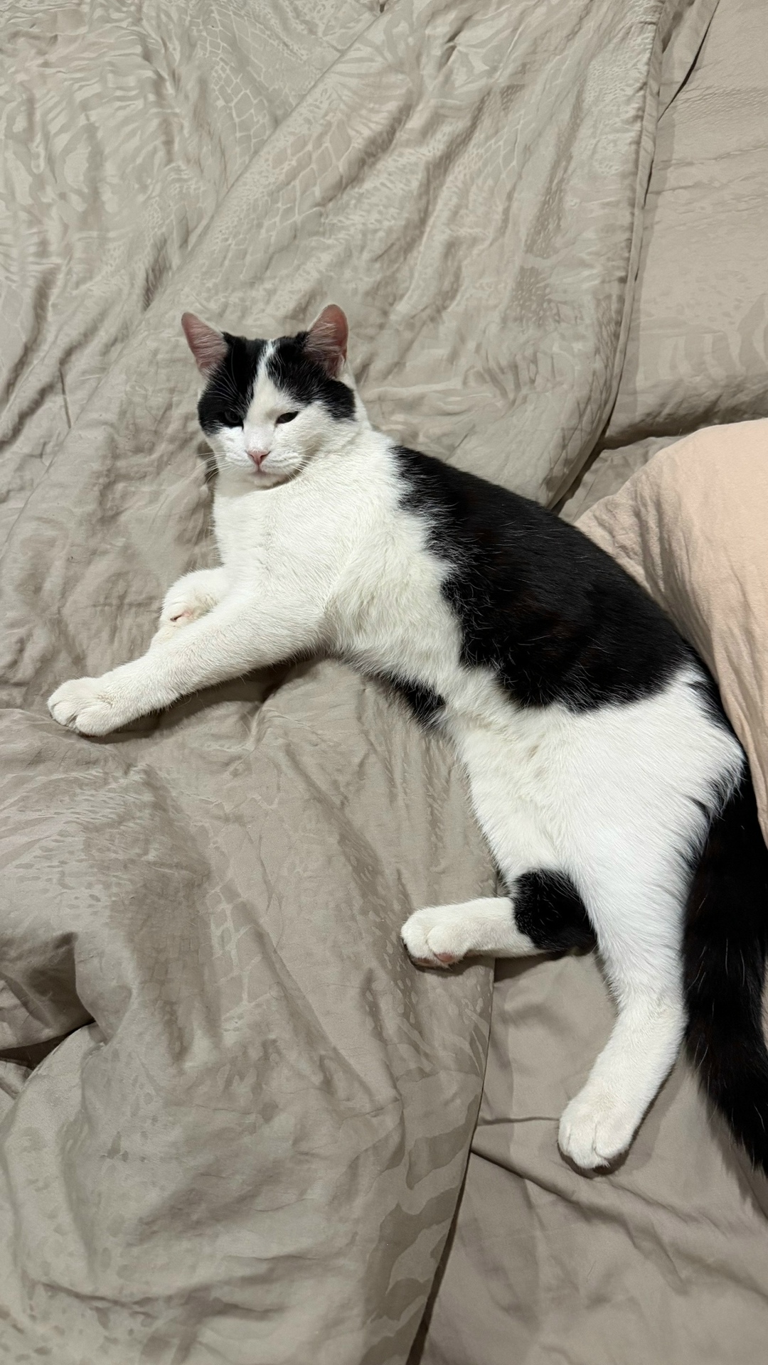 Найдена кошка в Пензе — фото объявления