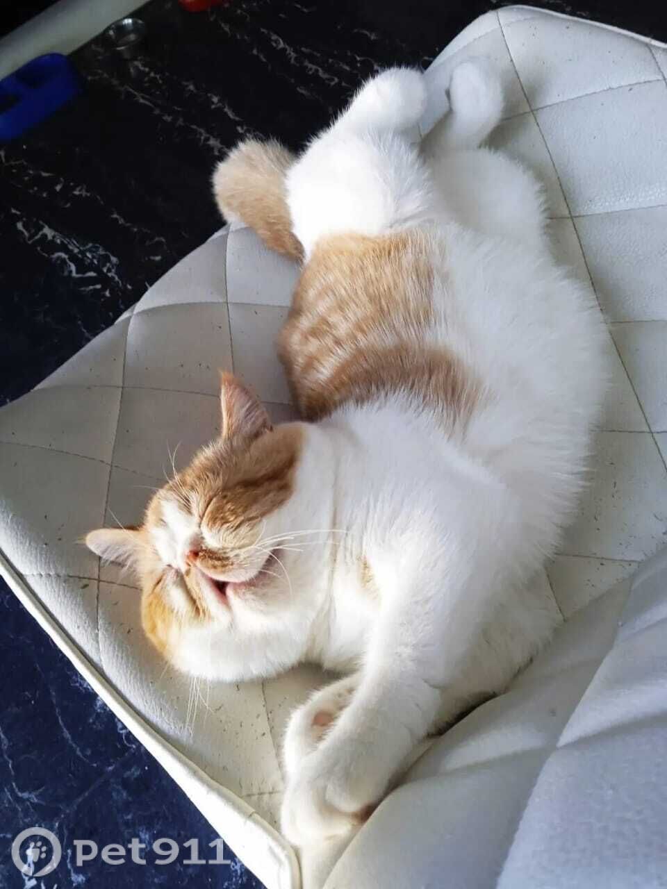 Пропала кошка в Пензе — фото объявления