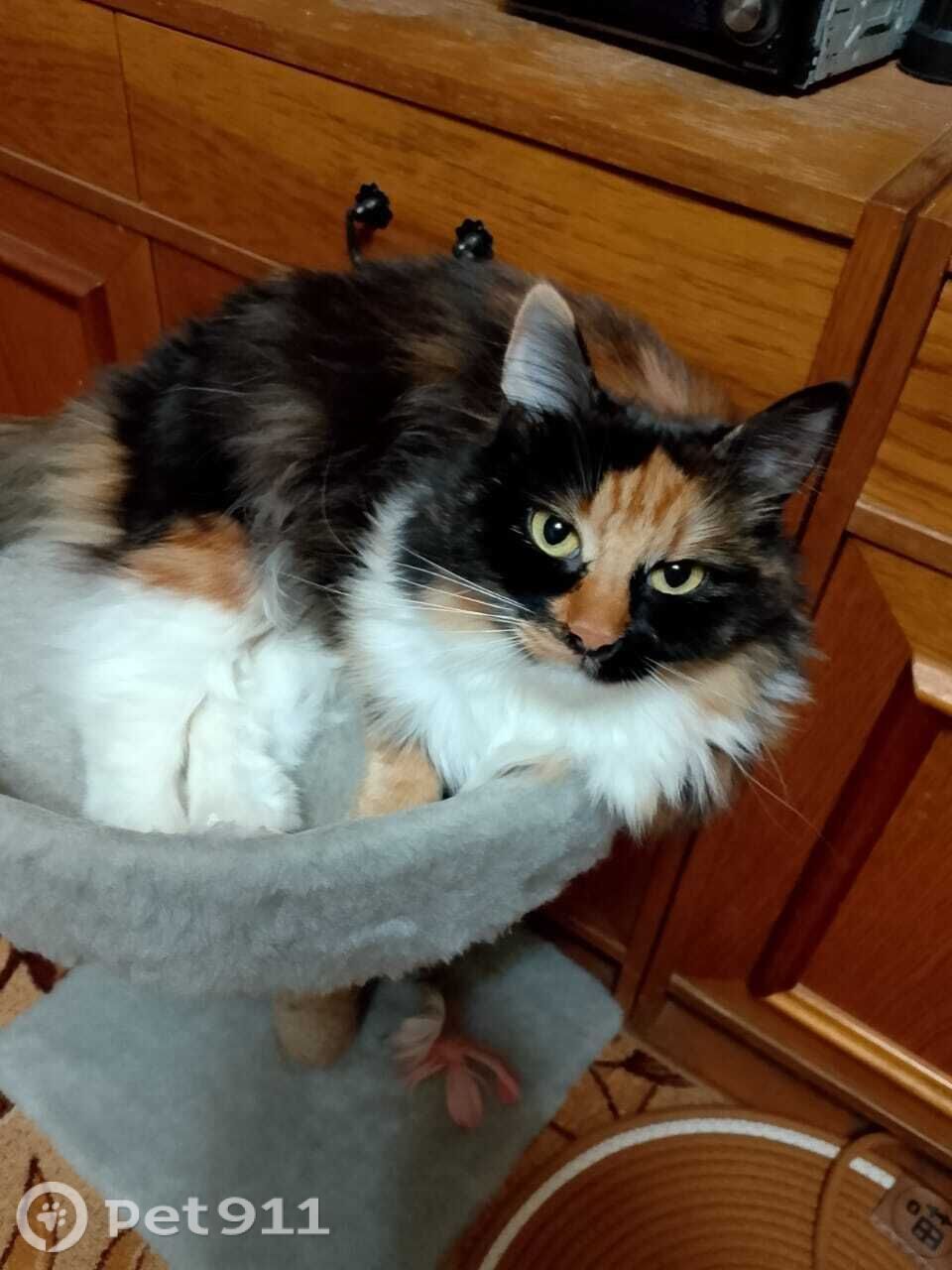 Пропала кошка в Пензе — фото объявления