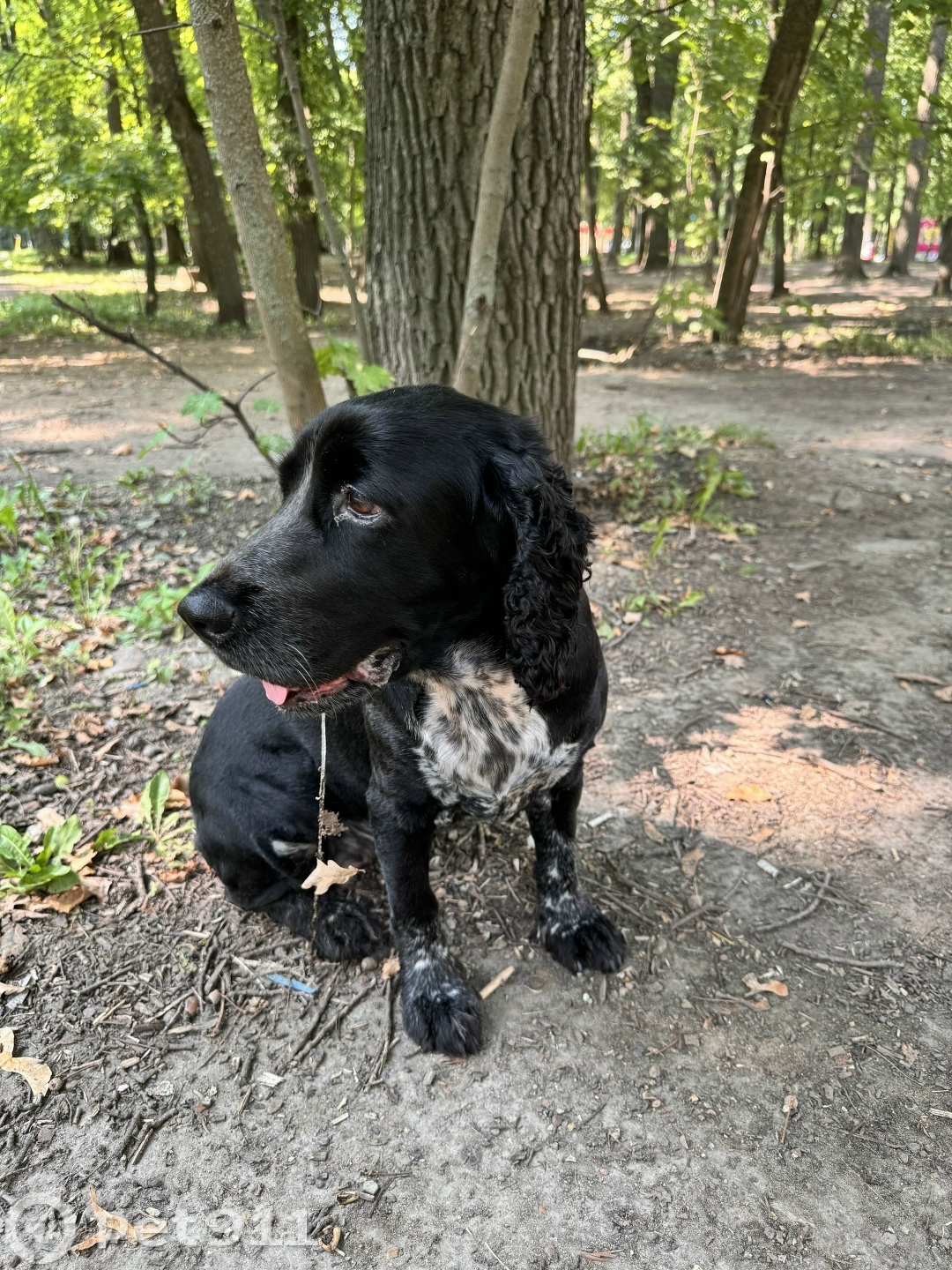 Найдена собака в Пензе — фото объявления