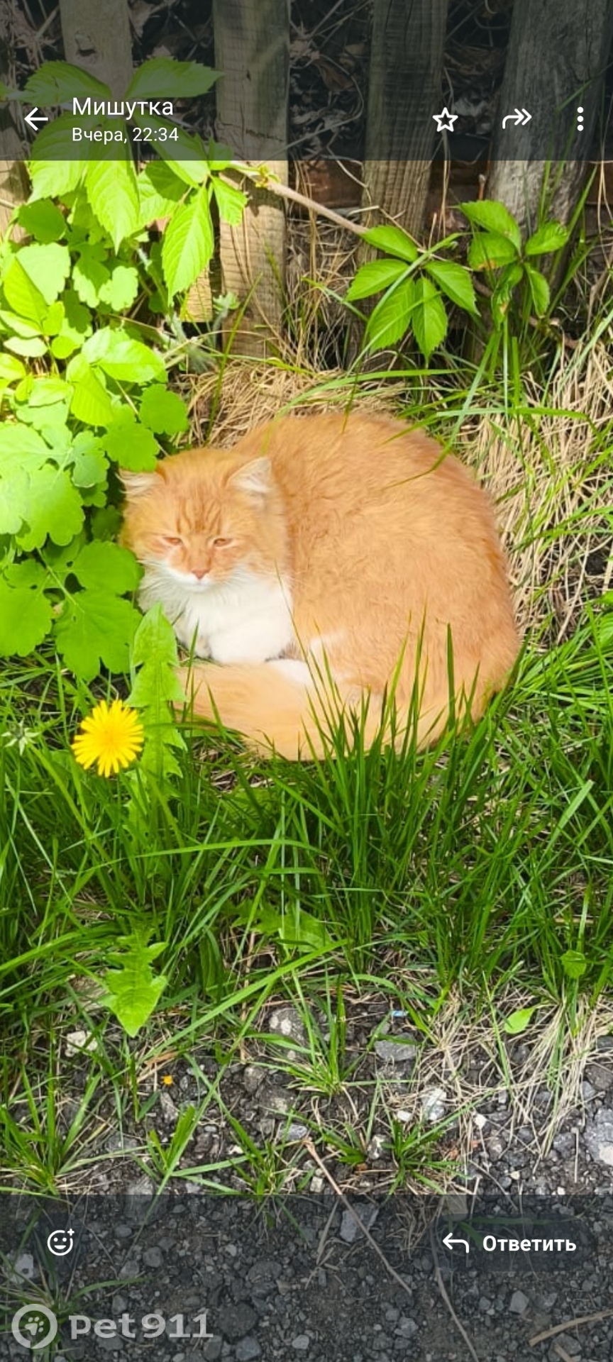 Пропала кошка в Пензе — фото объявления