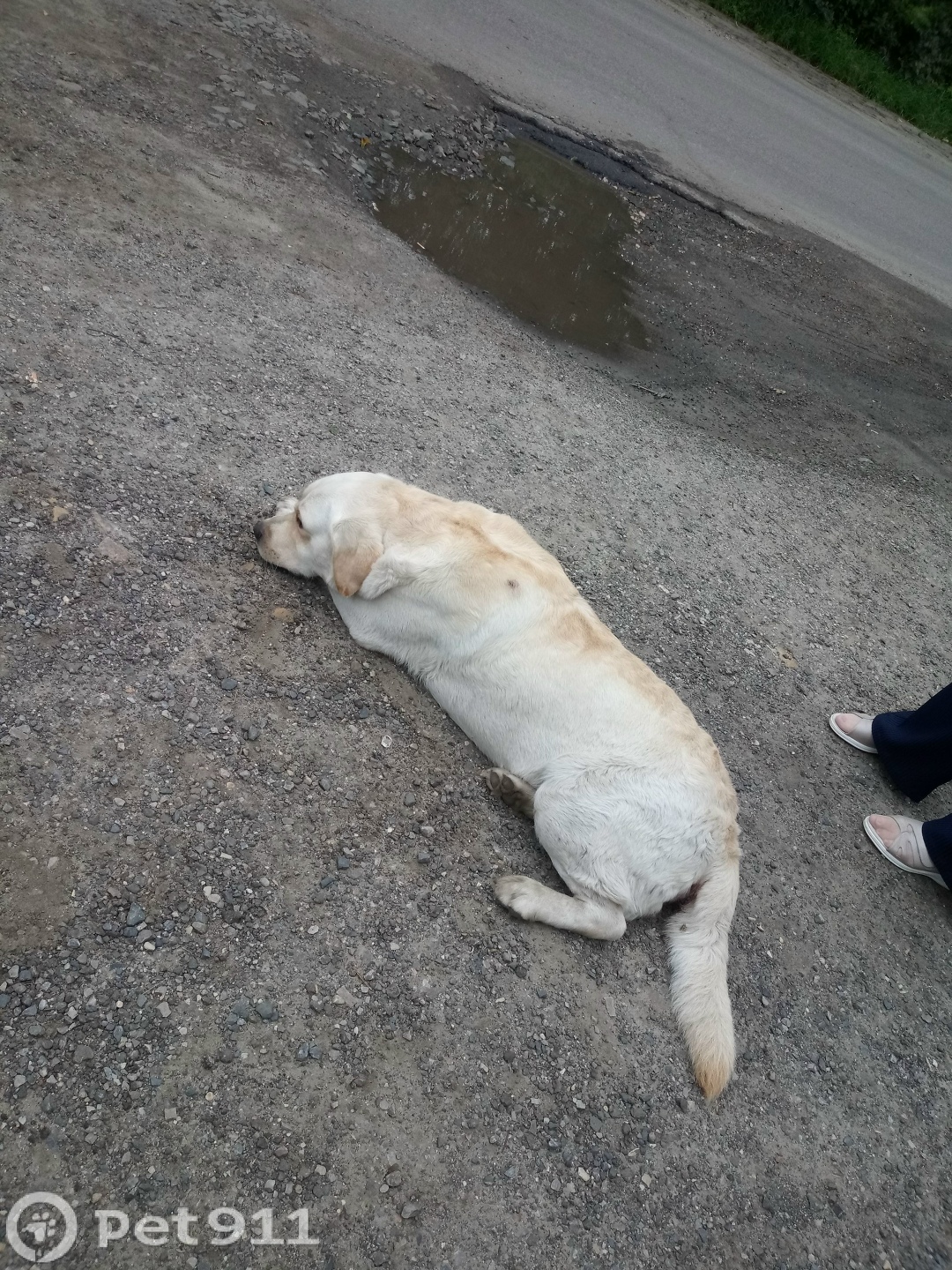 Найдена собака в Пензе — фото объявления