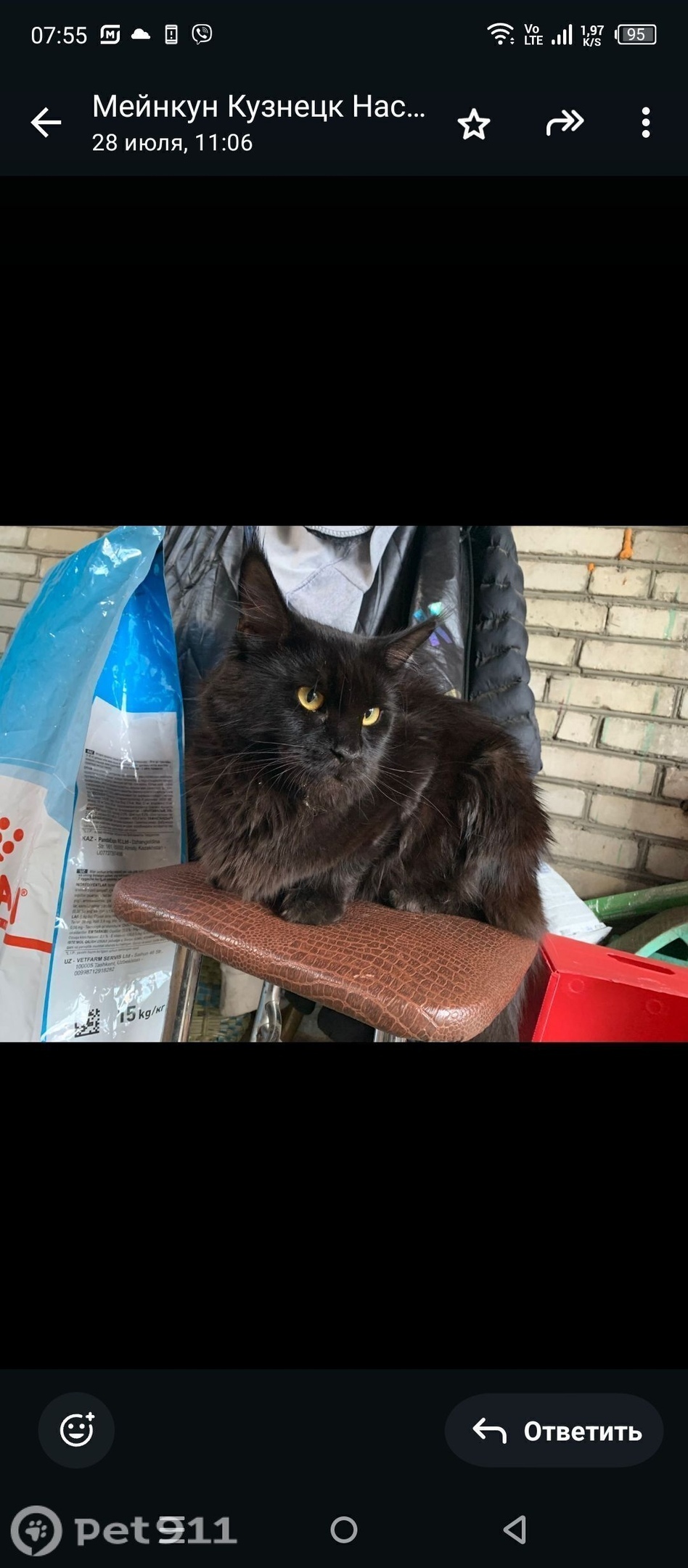 Пропала кошка в Пензе — фото объявления