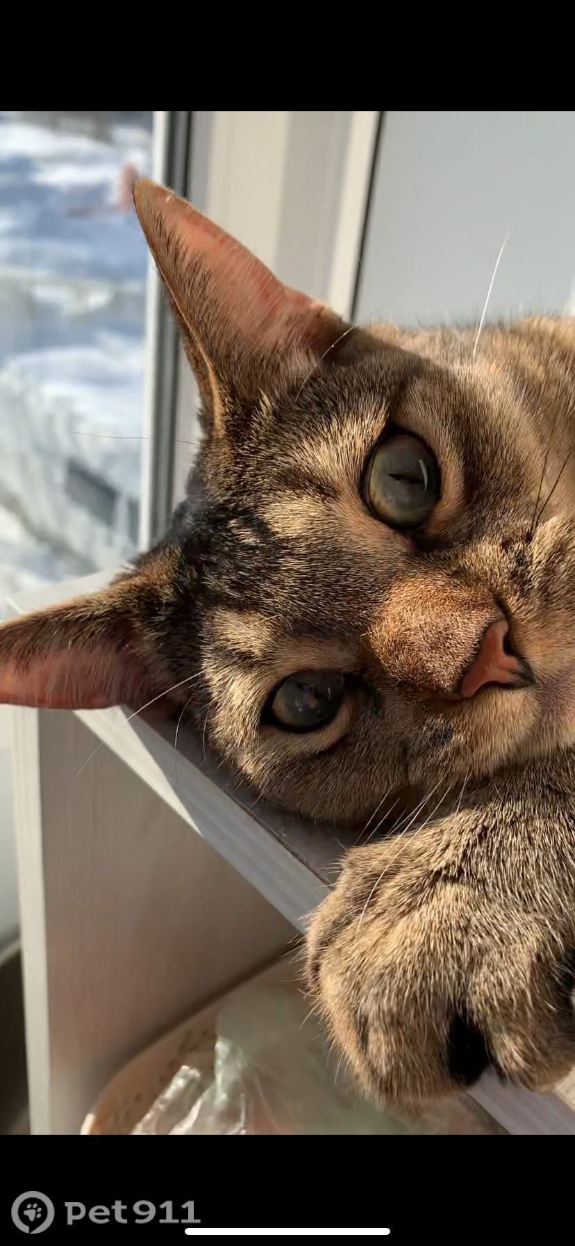 Пропала кошка в Пензе — фото объявления