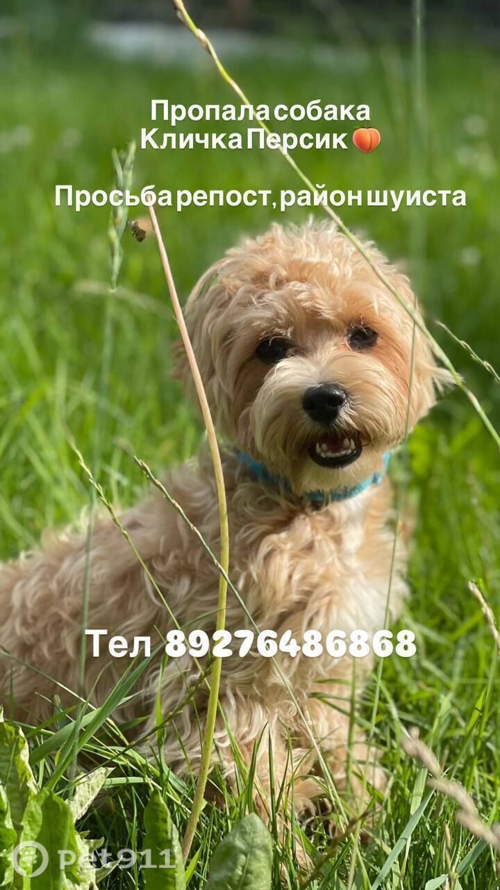 Пропала собака в Пензе — фото объявления