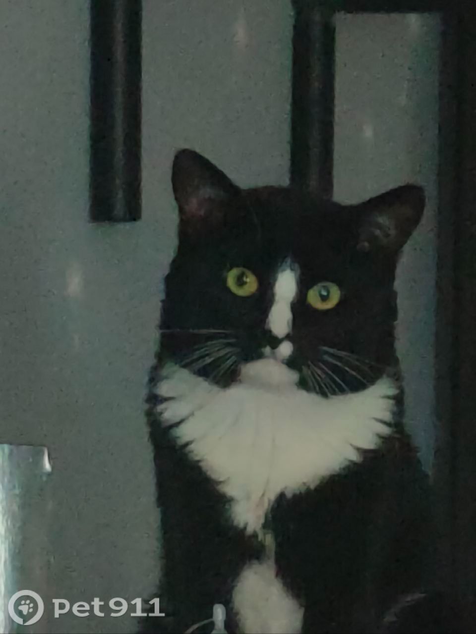 Пропала кошка в Пензе — фото объявления