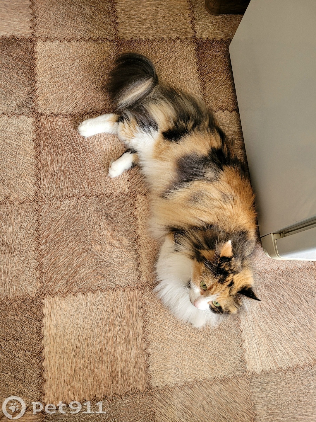 Пропала кошка в Пензе — фото объявления