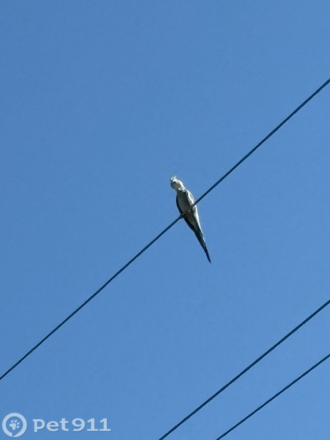 Пропала кошка в Пензе — фото объявления