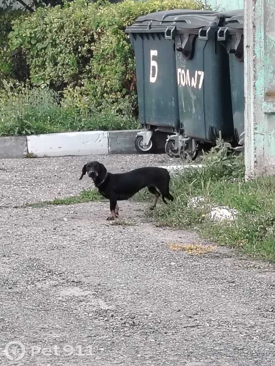 Найдена собака в Пензе — фото объявления