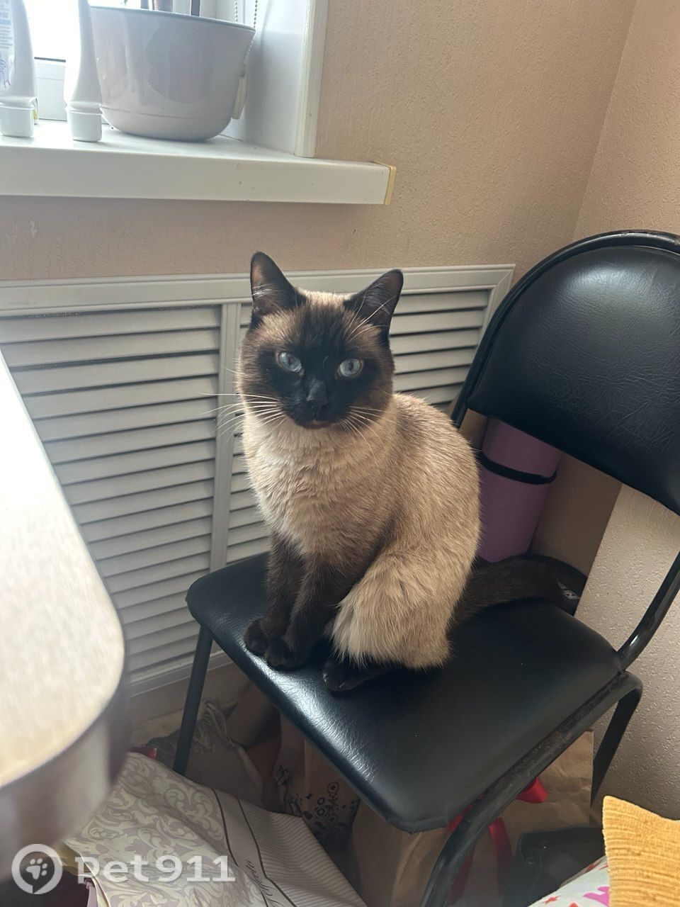 Пропала кошка в Пензе — фото объявления