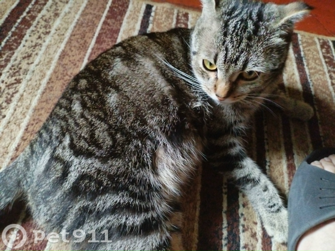 Пропала кошка в Пензе — фото объявления