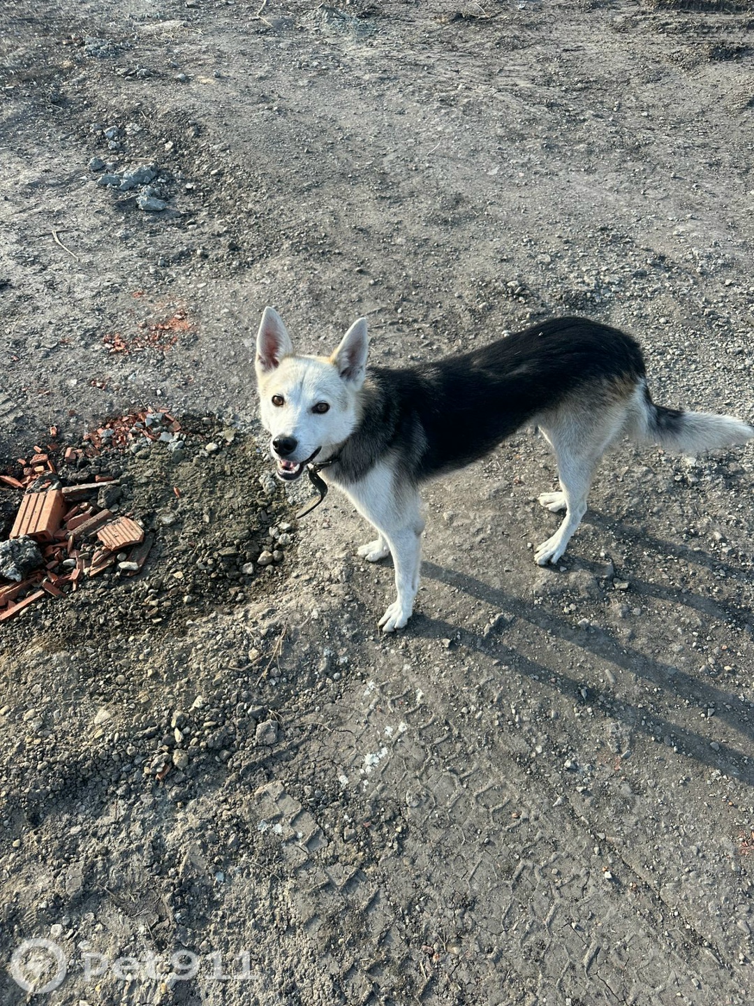 Найдена собака в Пензе — фото объявления