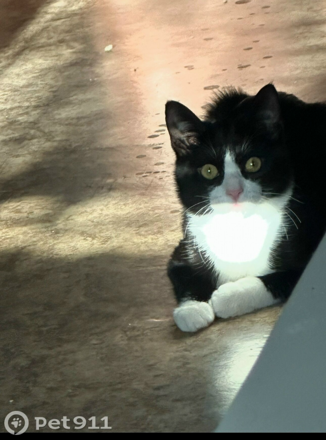 Пропала кошка в Пензе — фото объявления