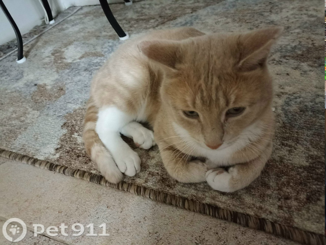 Пропала кошка в Пензе — фото объявления