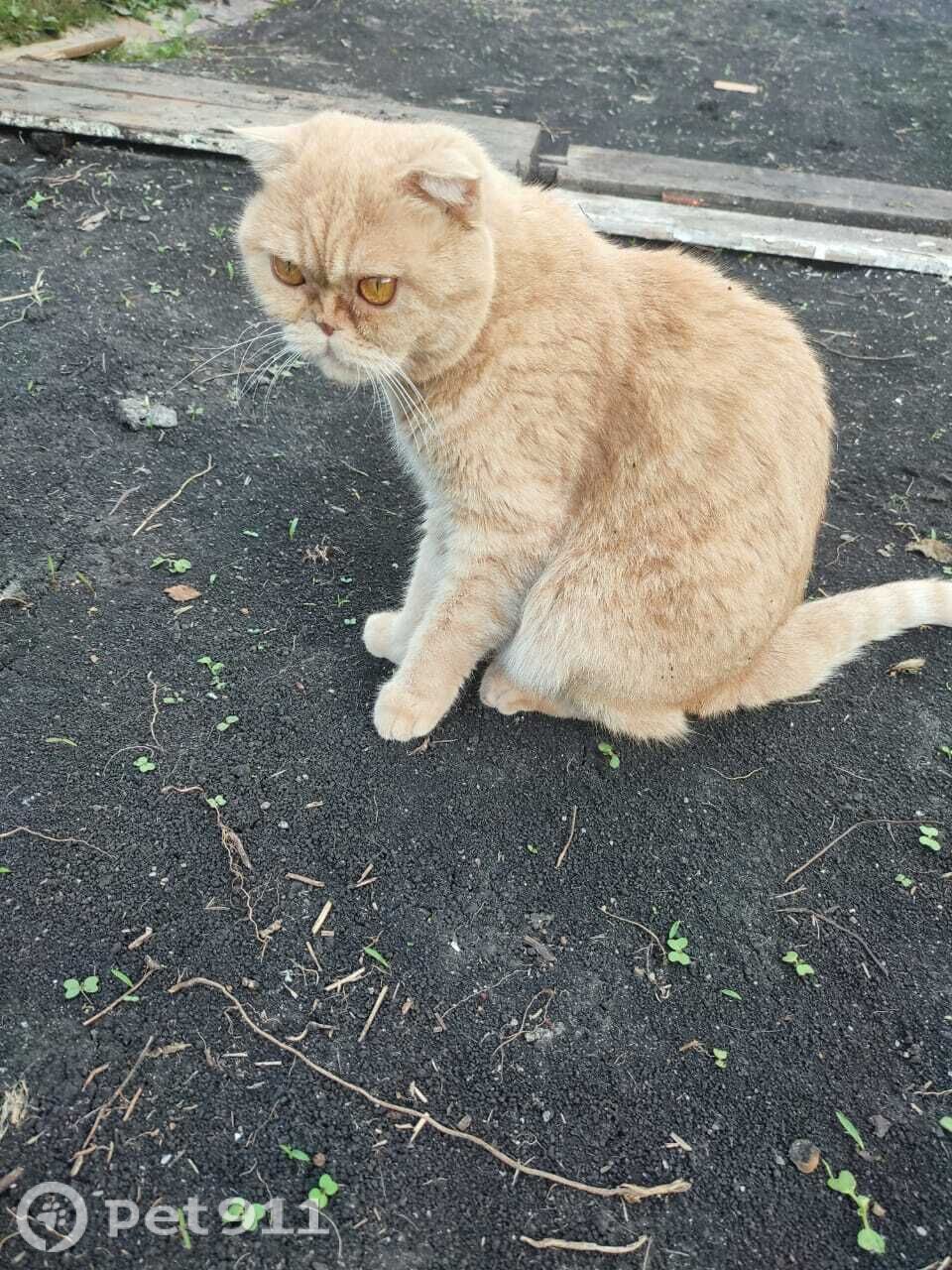 Пропала кошка в Пензе — фото объявления