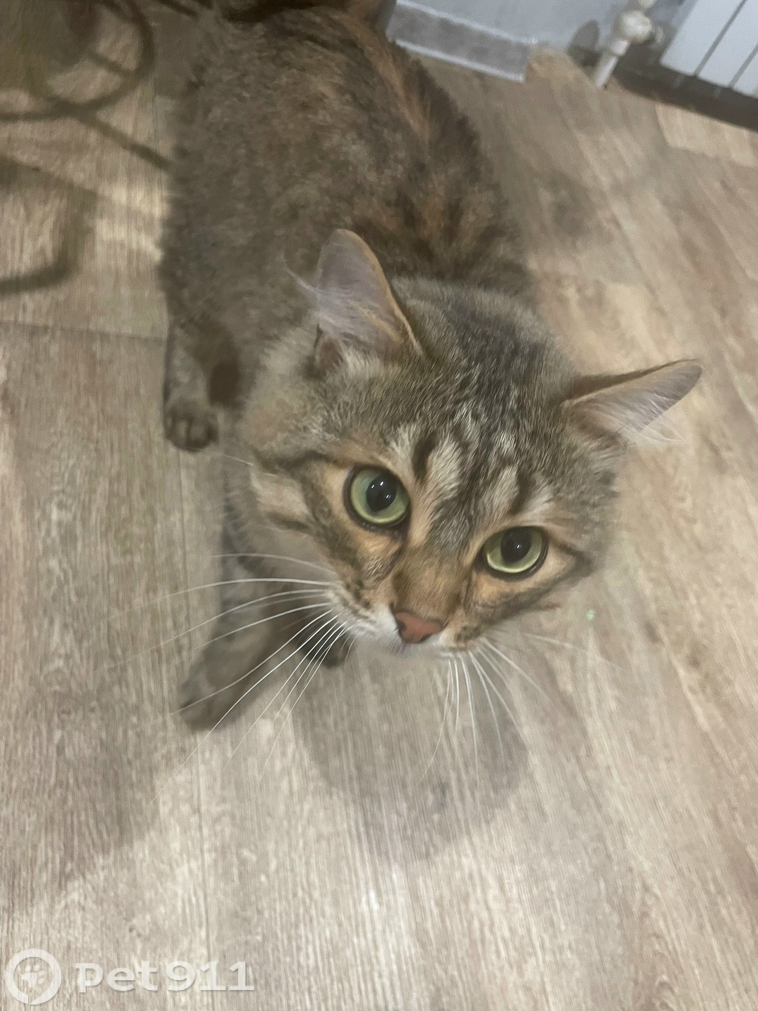 Пропала кошка в Пензе — фото объявления