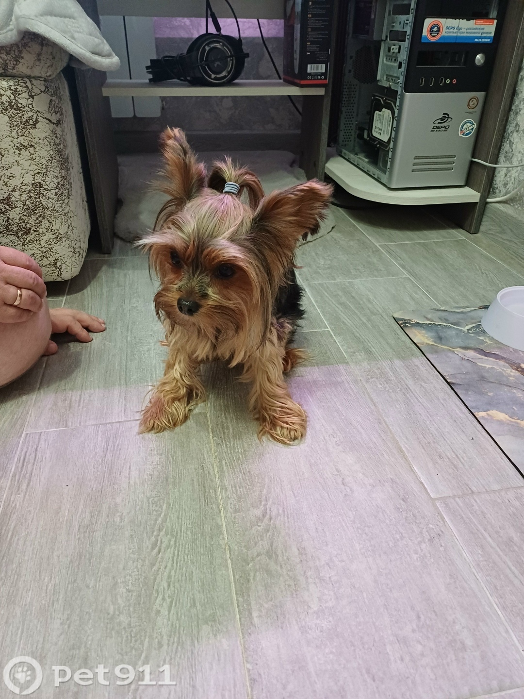 Найдена собака в Пензе — фото объявления