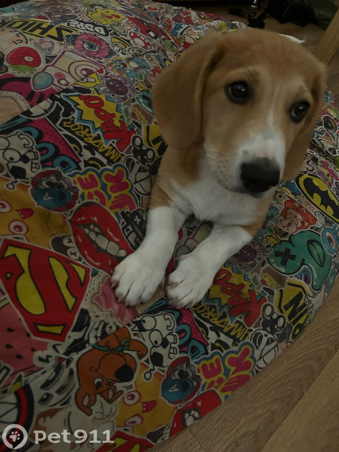 Найдена собака в Пензе — фото объявления