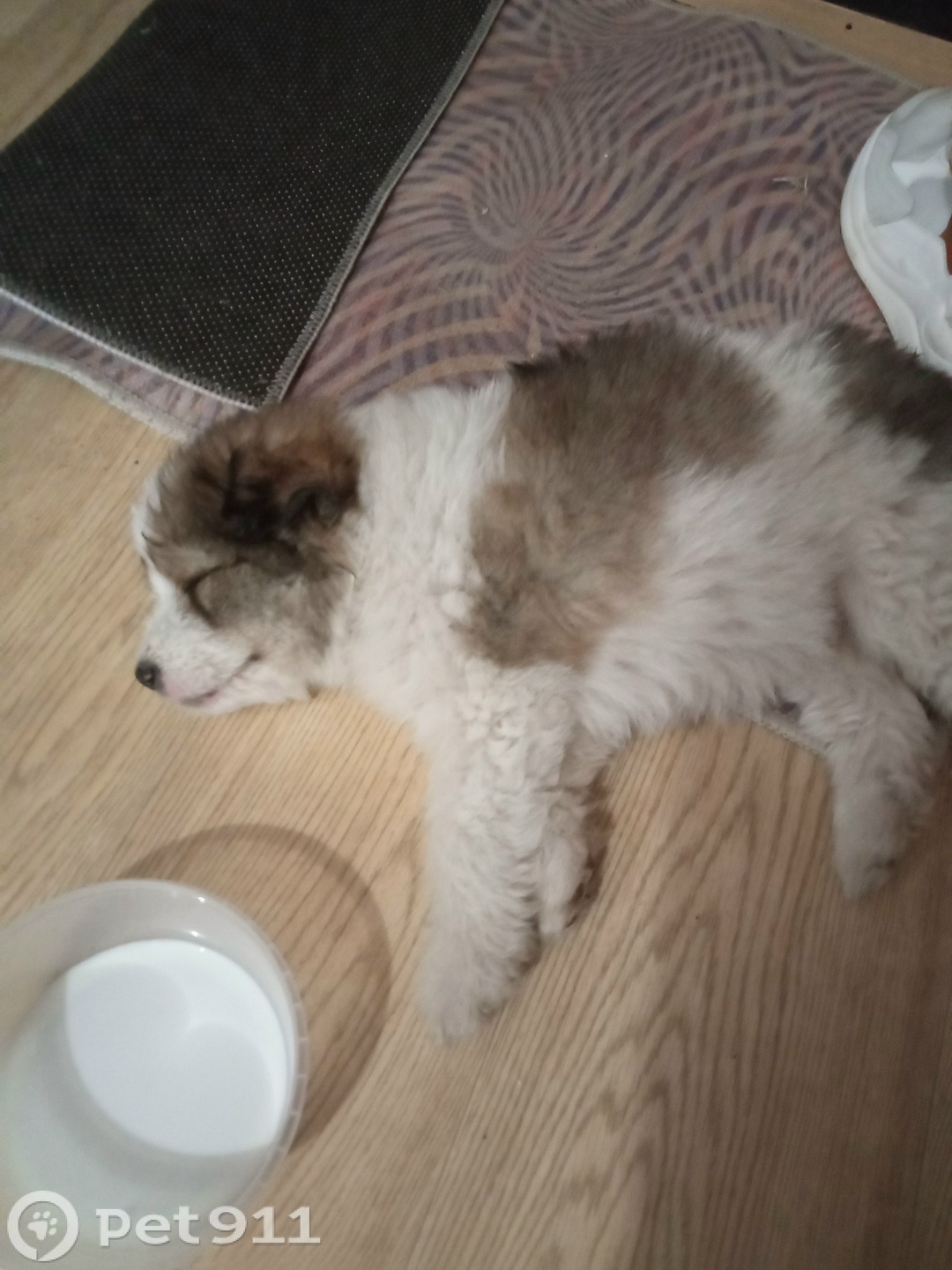 Найдена собака в Пензе — фото объявления