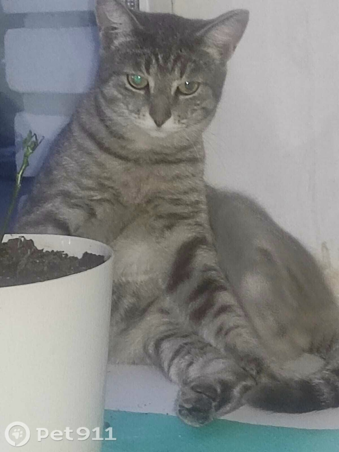 Пропала кошка в Пензе — фото объявления