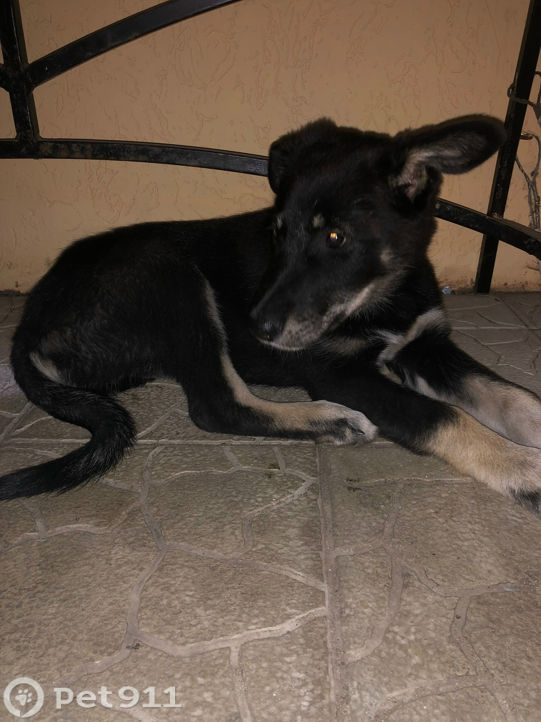 Найдена собака в Пензе — фото объявления