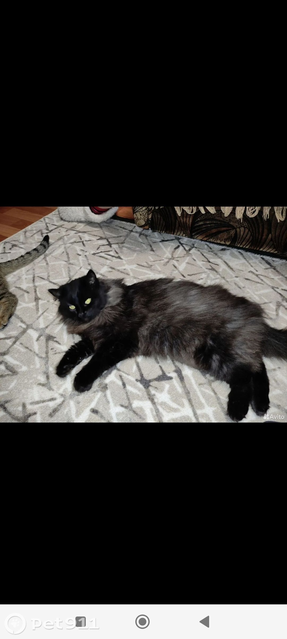 Пропала кошка в Пензе — фото объявления