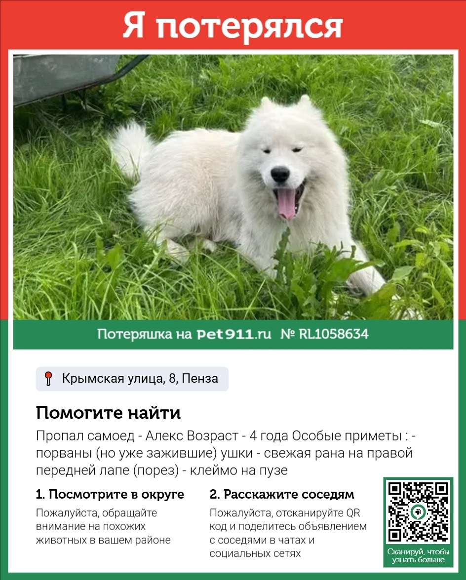 Пропала собака в Пензе — фото объявления