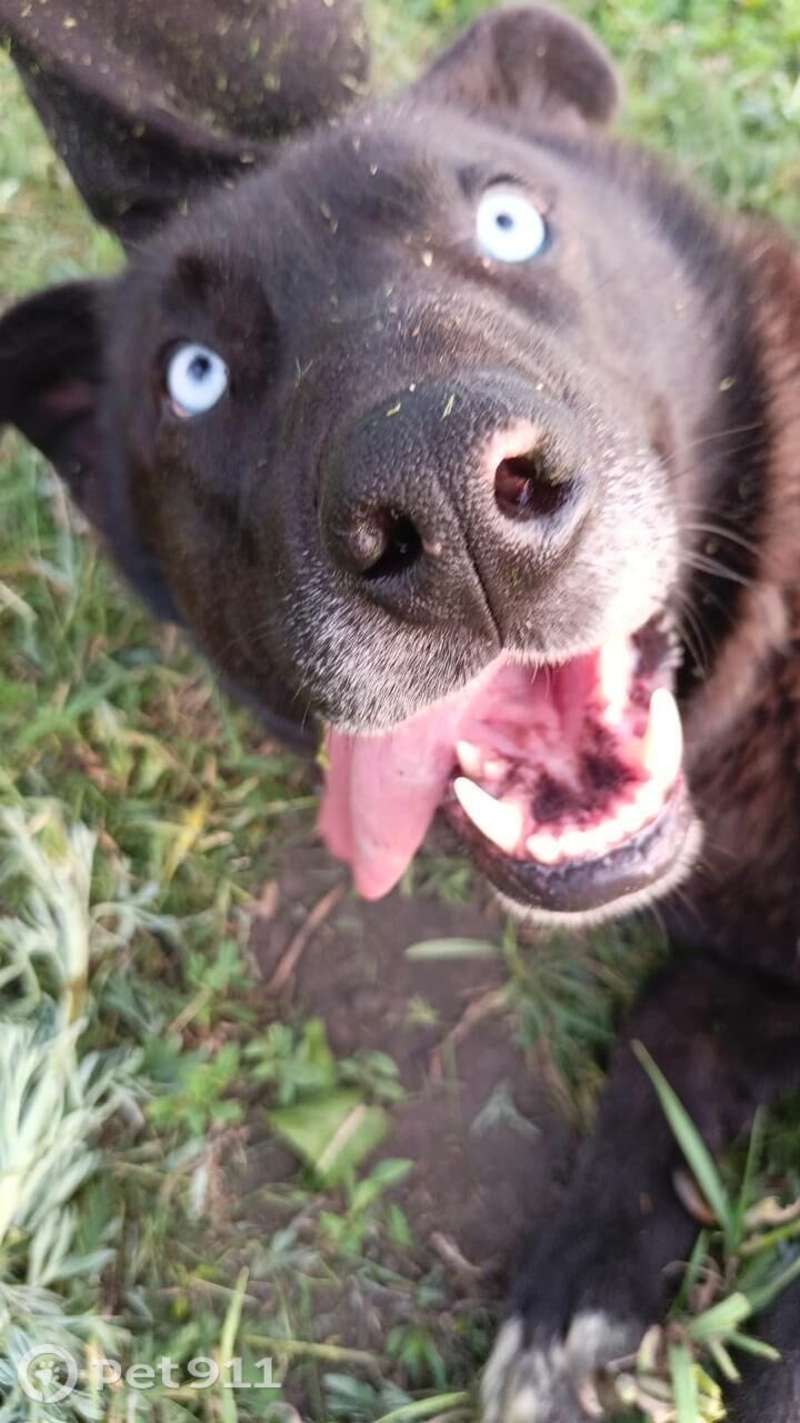 Пропала собака в Пензе — фото объявления