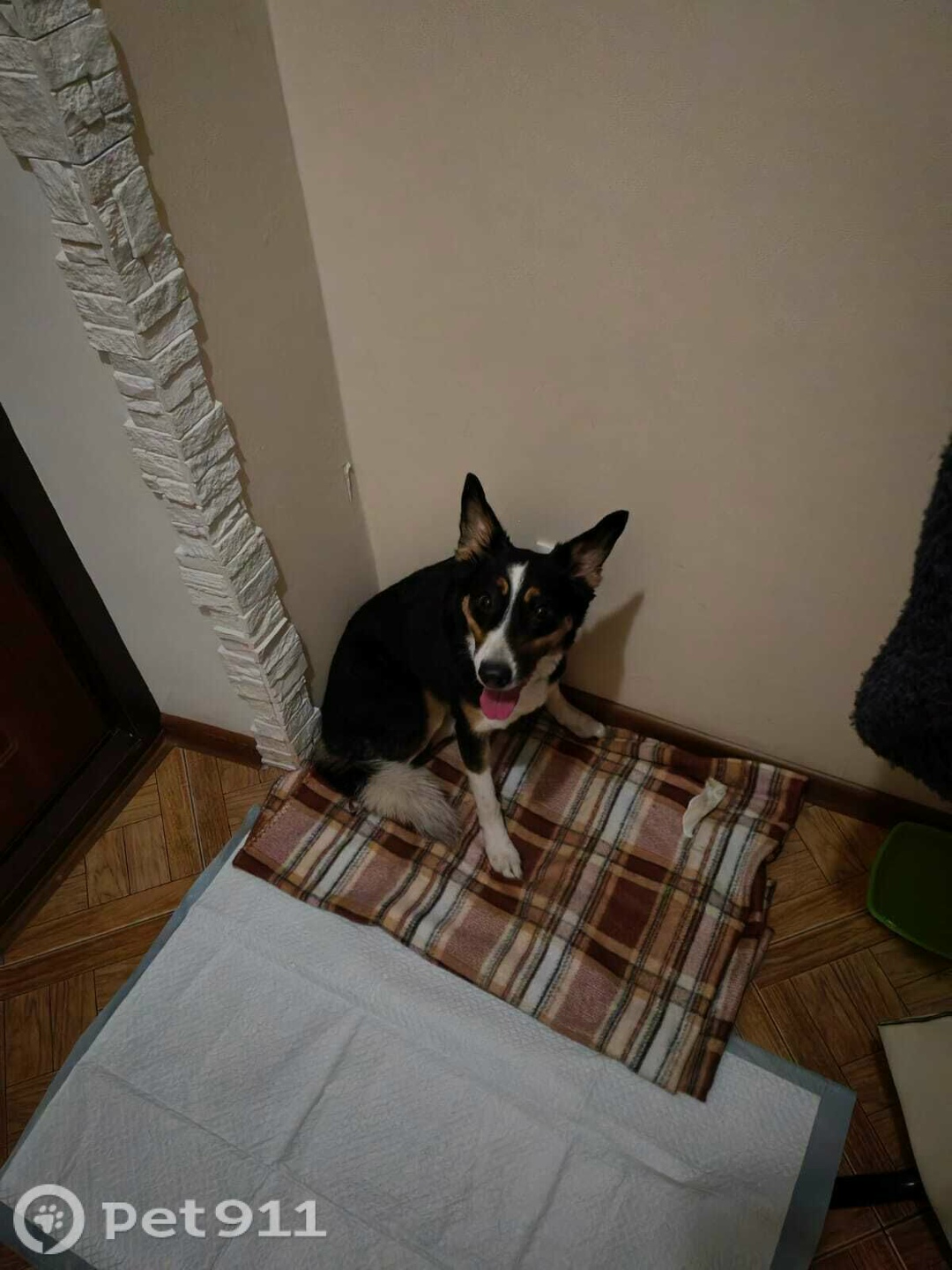 Найдена собака в Пензе — фото объявления