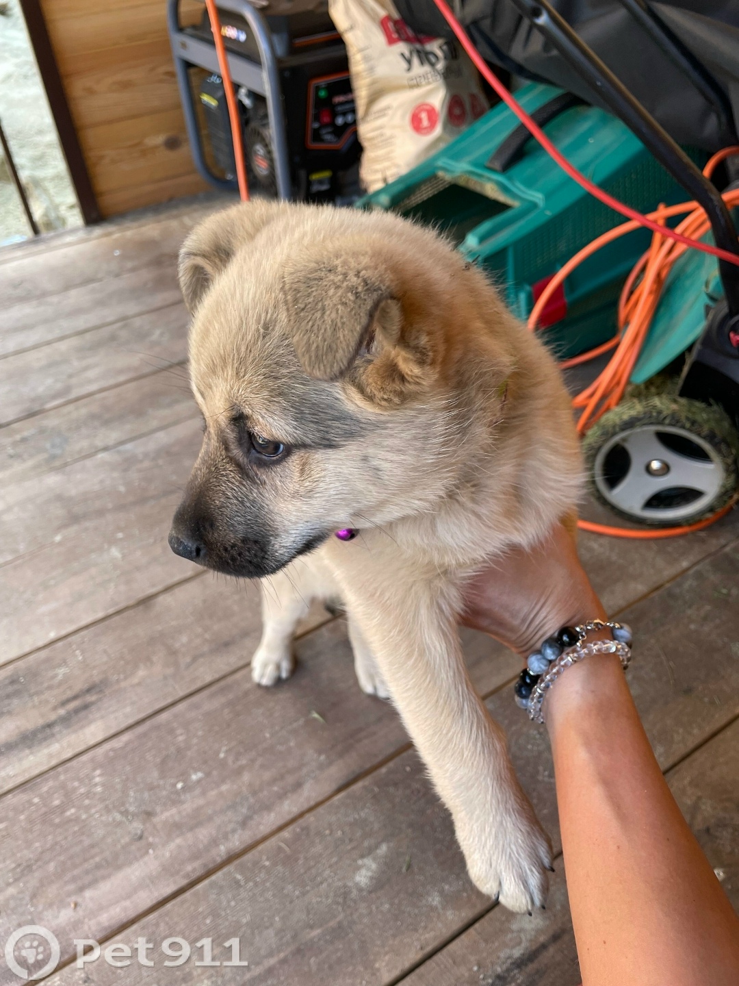 Найдена собака в Пензе — фото объявления