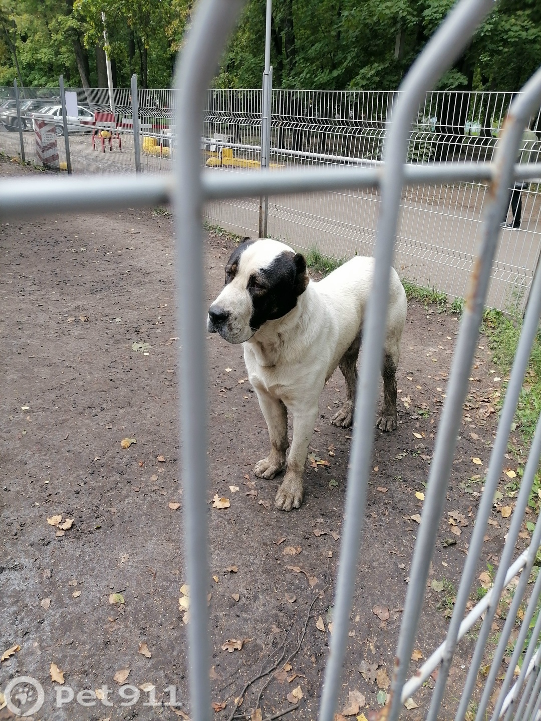 Найдена собака в Пензе — фото объявления