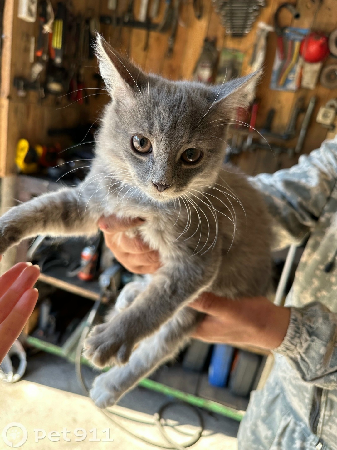 Найдена кошка в Пензе — фото объявления