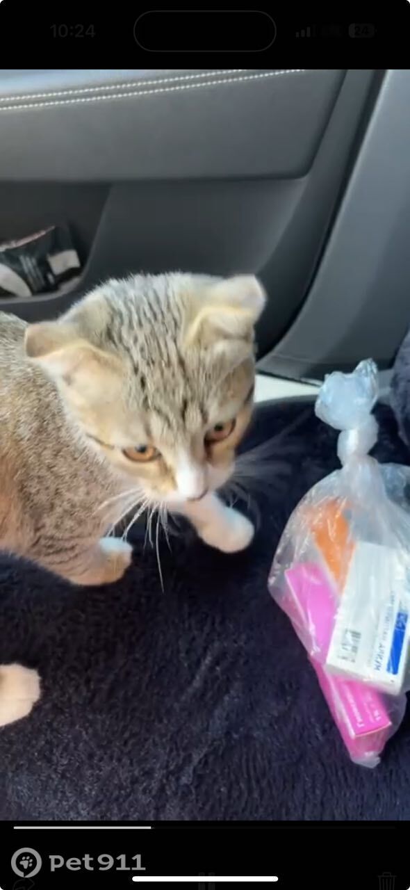 Найдена кошка в Пензе — фото объявления